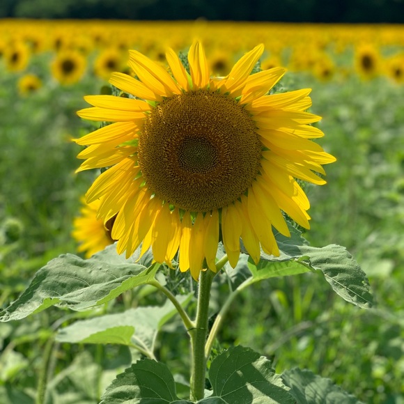 sunflower02737